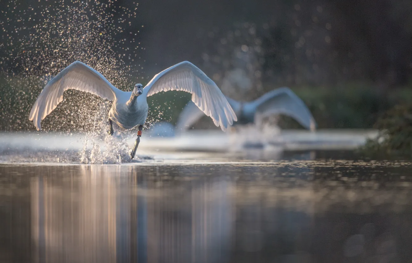 Фото обои вода, брызги, птица, крылья, лебедь, разбег