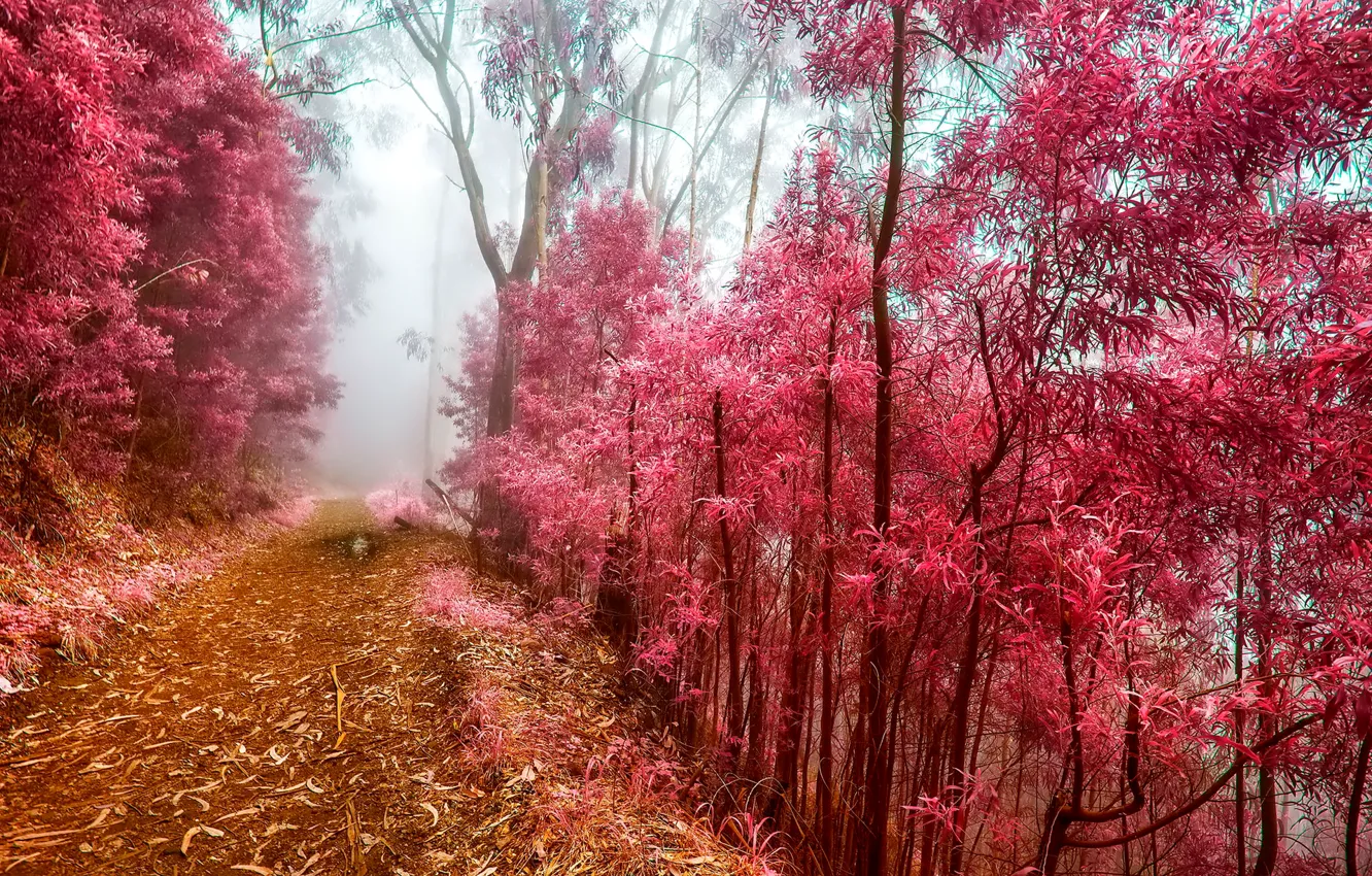 Фото обои иней, осень, лес, деревья, туман, утро, тропинка