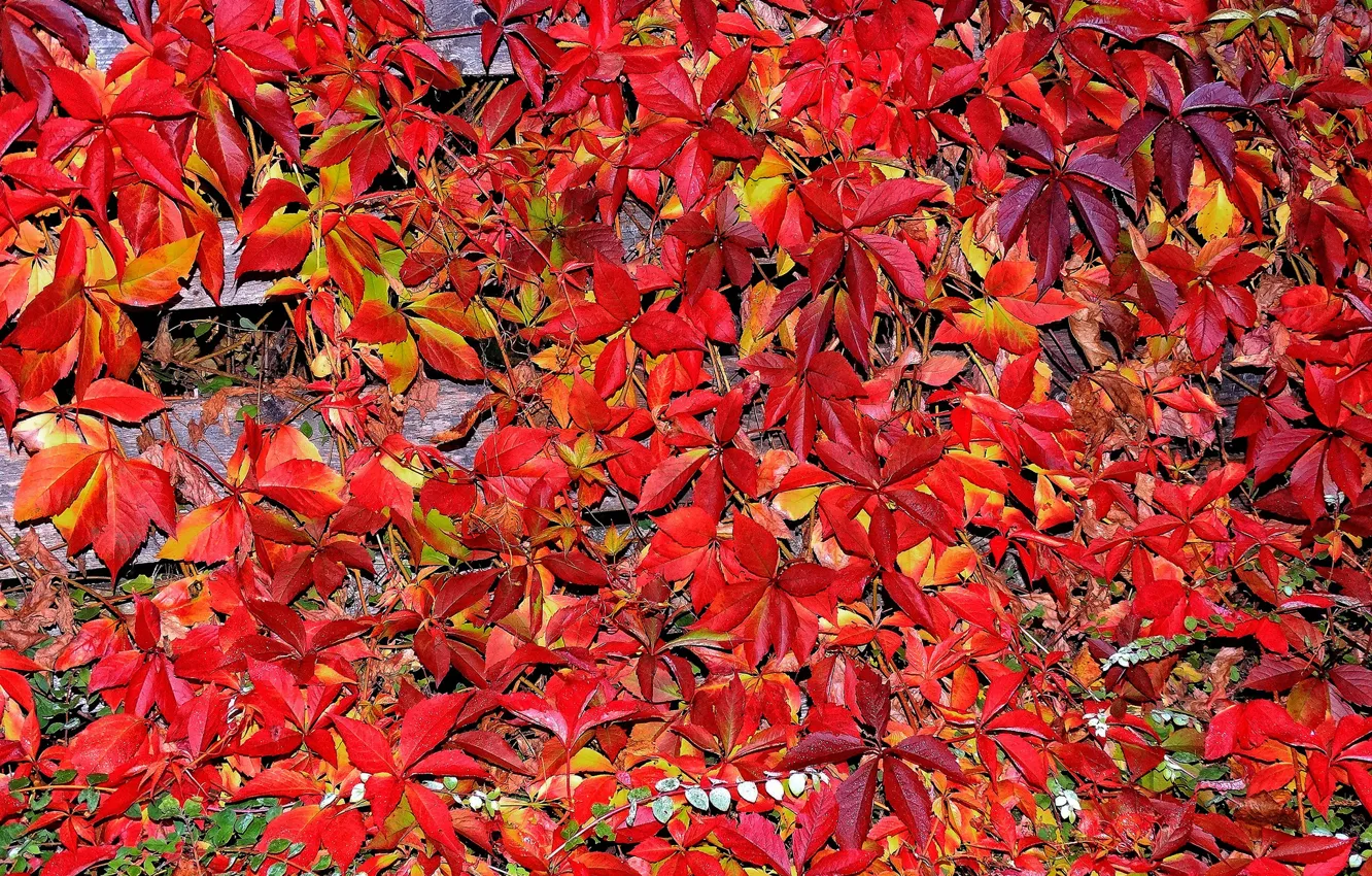 Фото обои осень, листья, ковер, багрянец