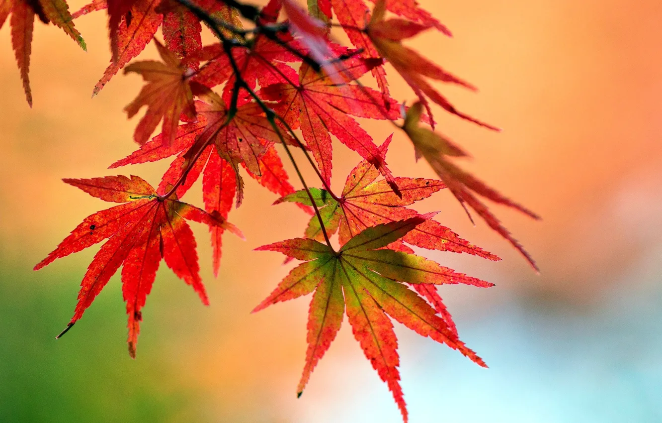 Фото обои листья, макро, красный, фон, дерево, widescreen, обои, растение