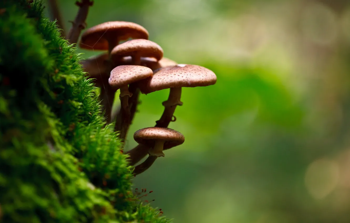 Фото обои photography, nature, macro, moss, Mushrooms