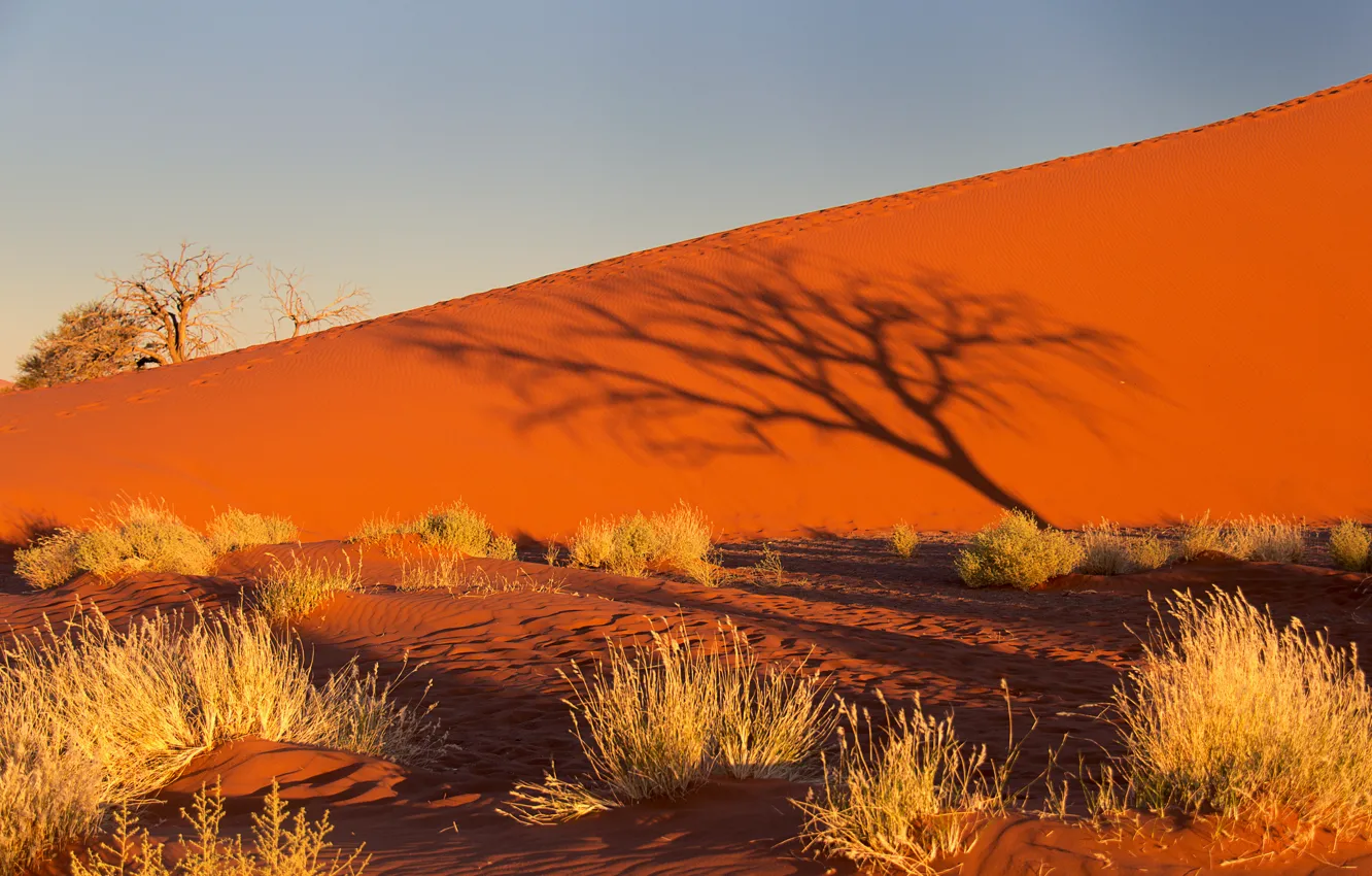 Фото обои песок, небо, закат, дерево, куст, тень, бархан, Африка
