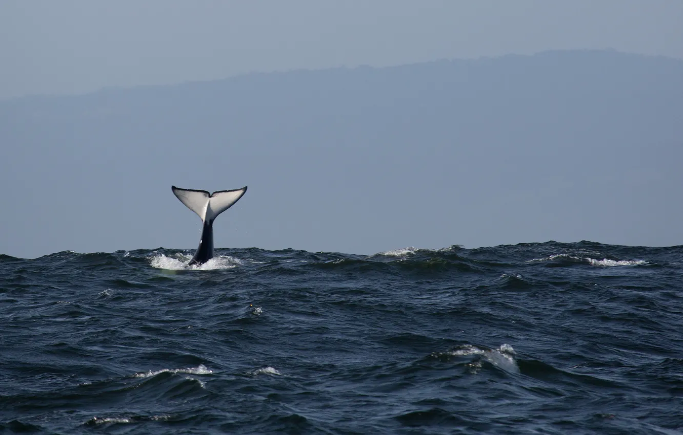 Фото обои pacific ocean, ocean, fluke, killer whale, orca