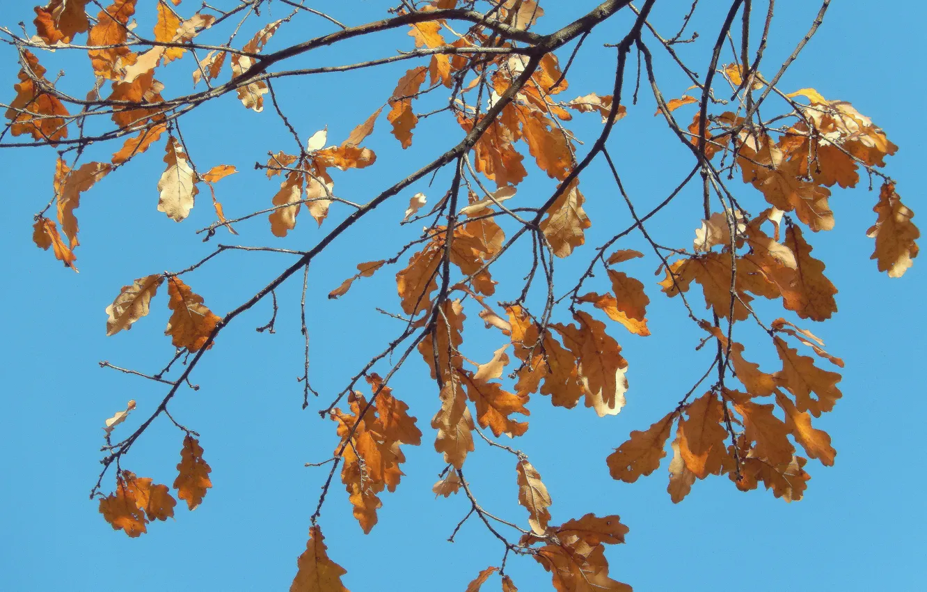Фото обои осень, небо, листья, лист, фон, widescreen, голубое, wallpaper