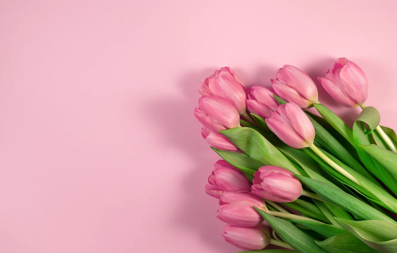 Фото обои цветы, букет, тюльпаны, розовые, pink, flowers, beautiful, tulips