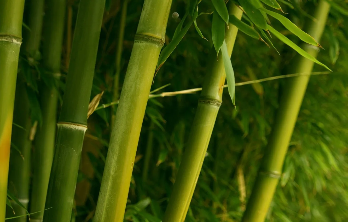 Фото обои зелень, ветви, бамбук