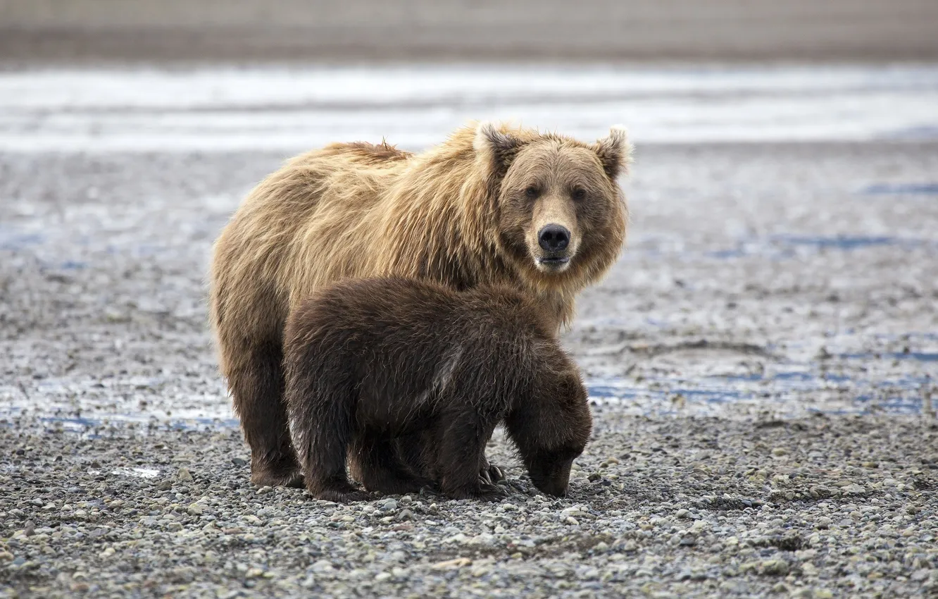 Фото обои берег, малыш, семья, медведи, пара, медвежонок, мама, камешки