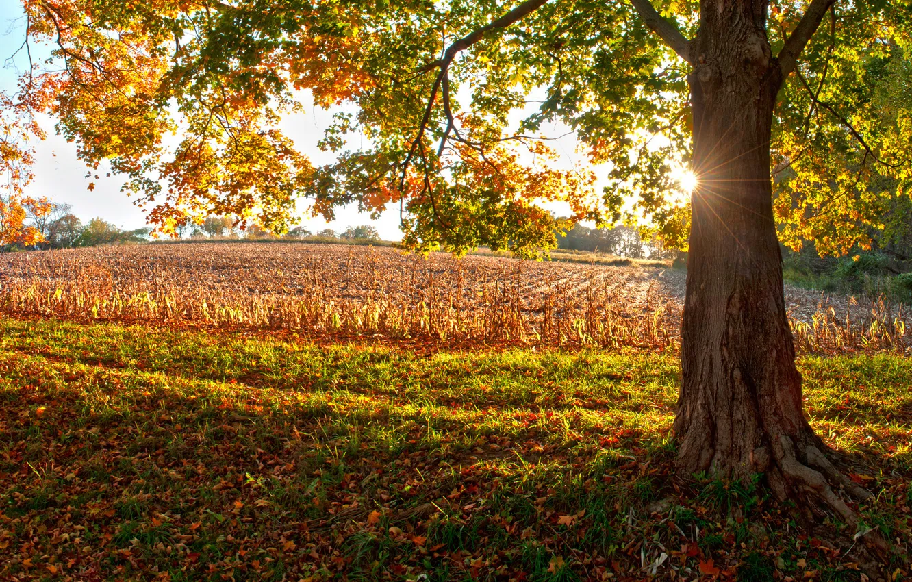 Фото обои осень, листья, солнце, свет, природа, дерево, настроение, листва