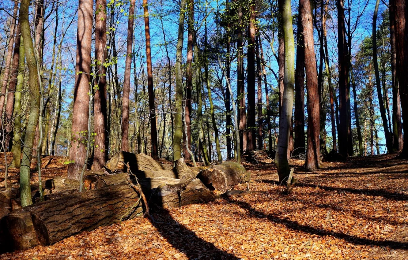 Фото обои forest, park, tree