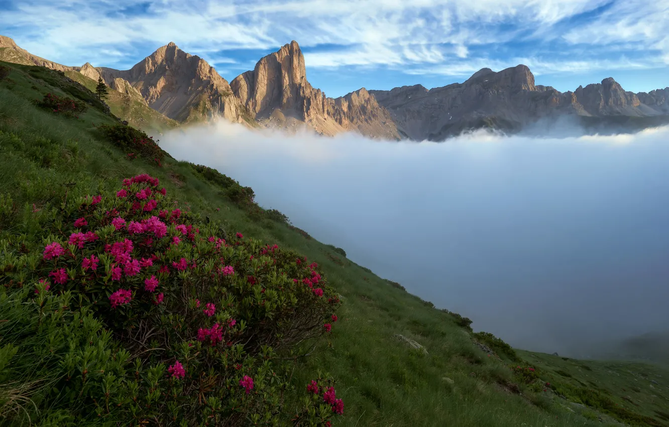 Фото обои цветы, горы, туман