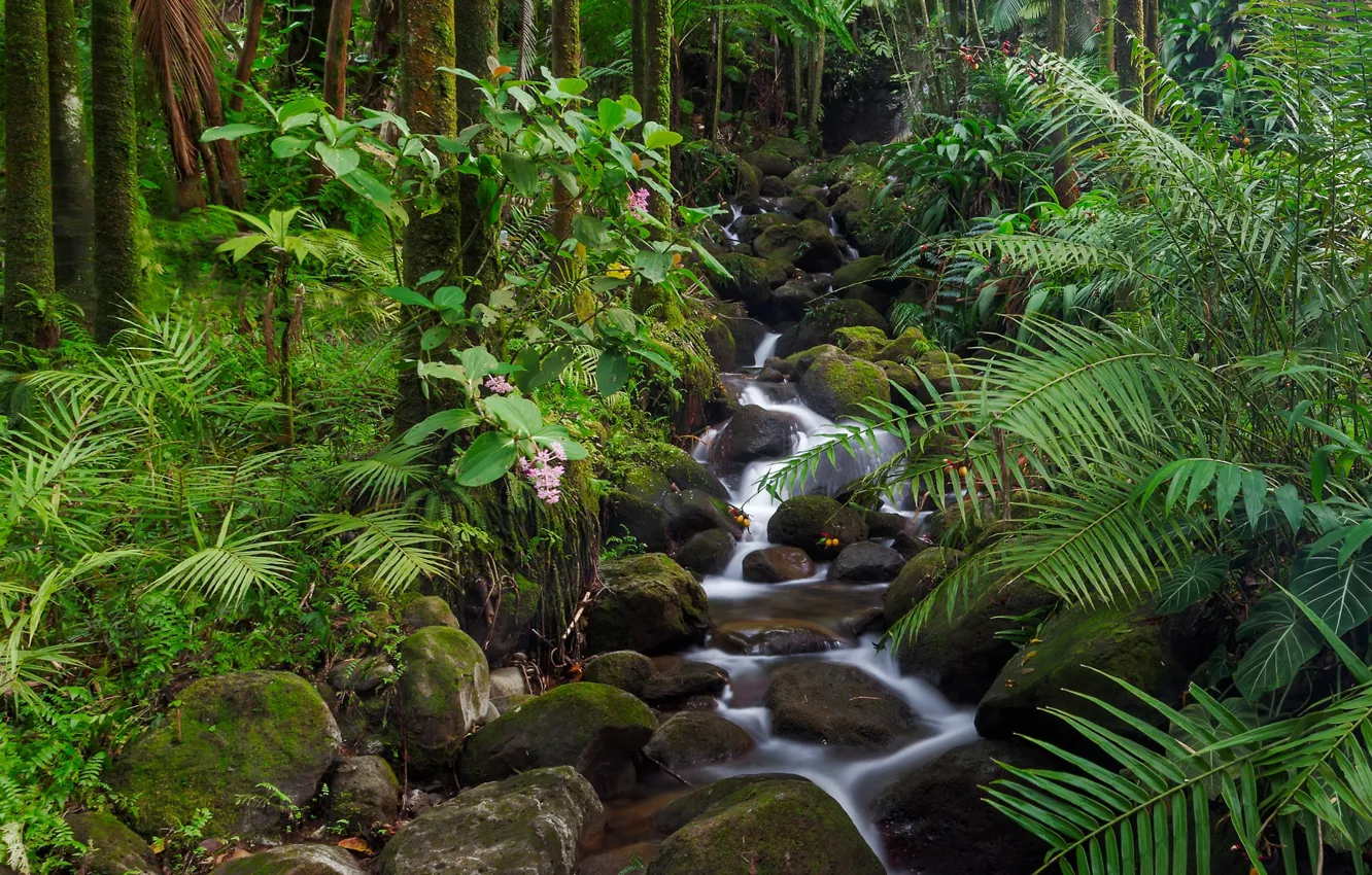 Фото обои лес, деревья, ручей, камни