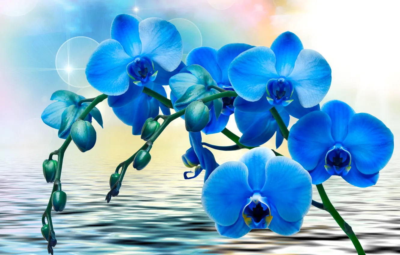 Фото обои вода, цветы, блики, фон, синие, Орхидеи