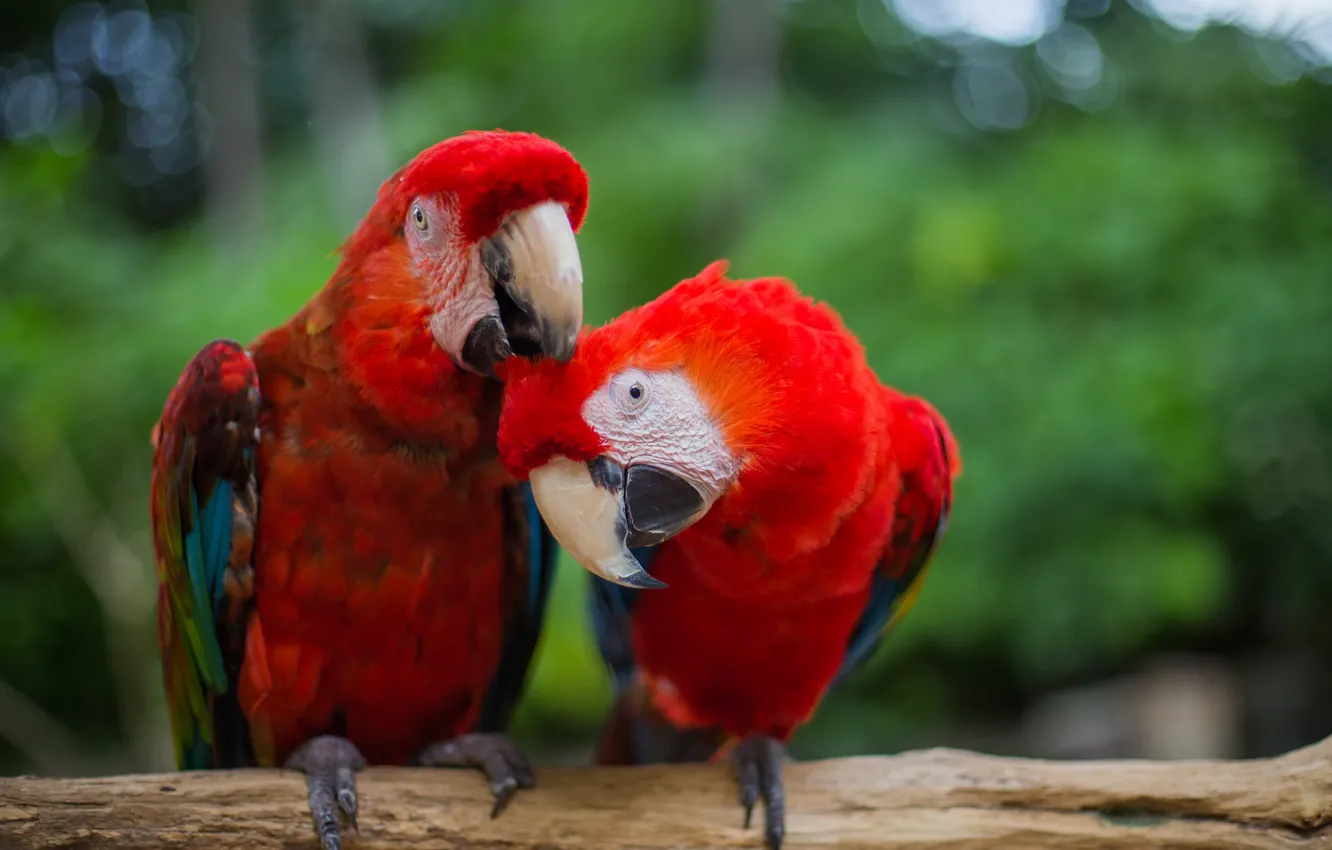 Фото обои птица, перья, красные, попугаи