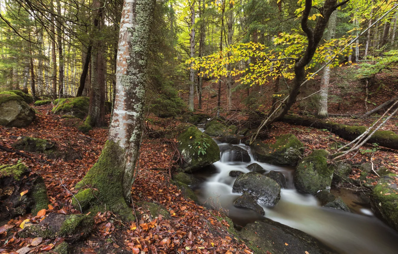 Фото обои осень, лес, природа, ручей, камни