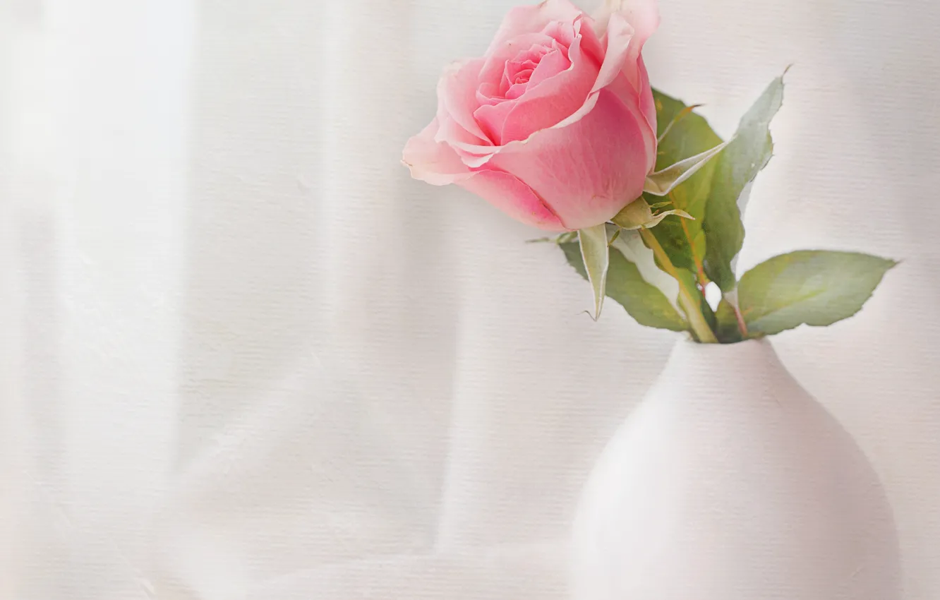 Фото обои розовая, роза, белая, вазочка
