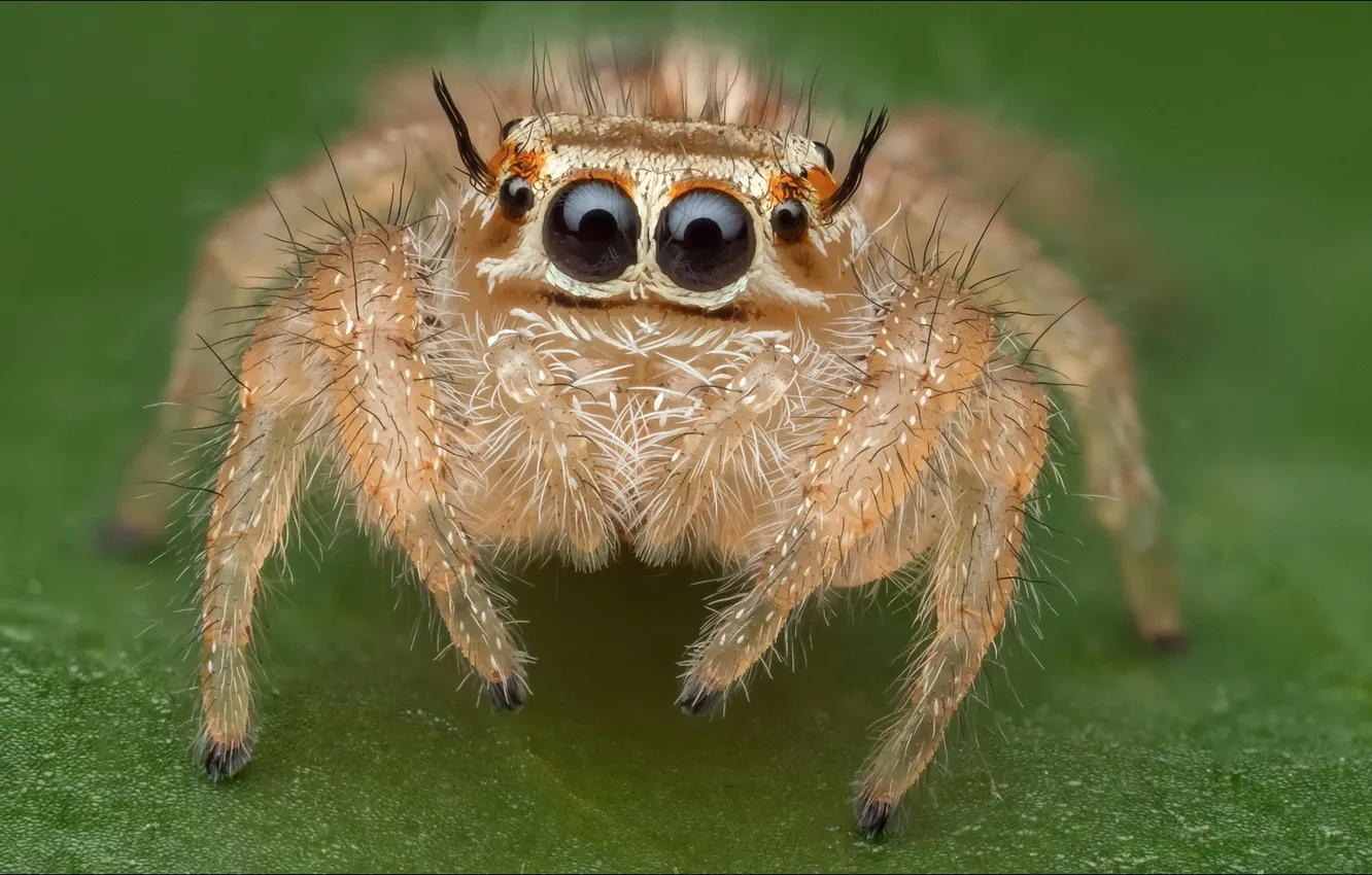 Фото обои паук, spider, alien, eyes