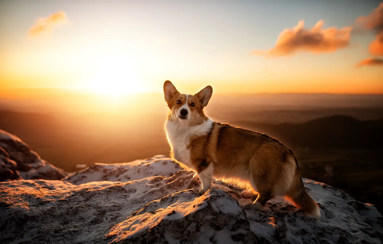 Фото обои горы, восход, рассвет, собака, Вельш-корги