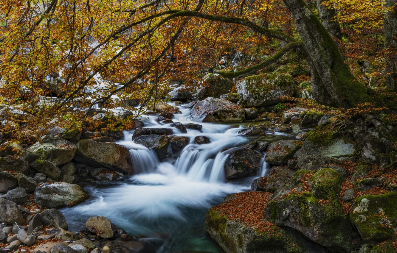 Фото обои осень, лес, ветки, ручей, камни, дерево, листва, водопад