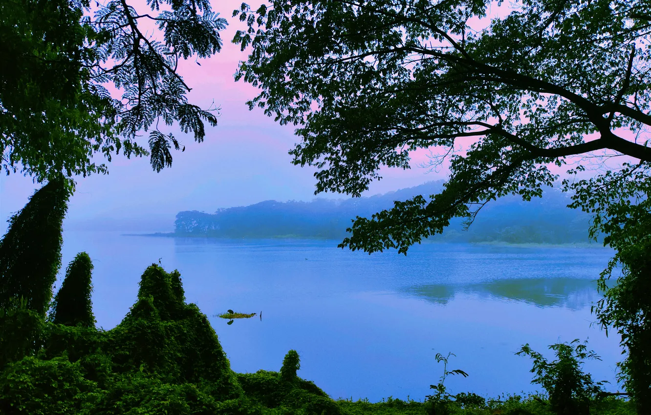Фото обои Water, Sunrise, Dawn, Morning, Fog, Lake, Trees, First Light