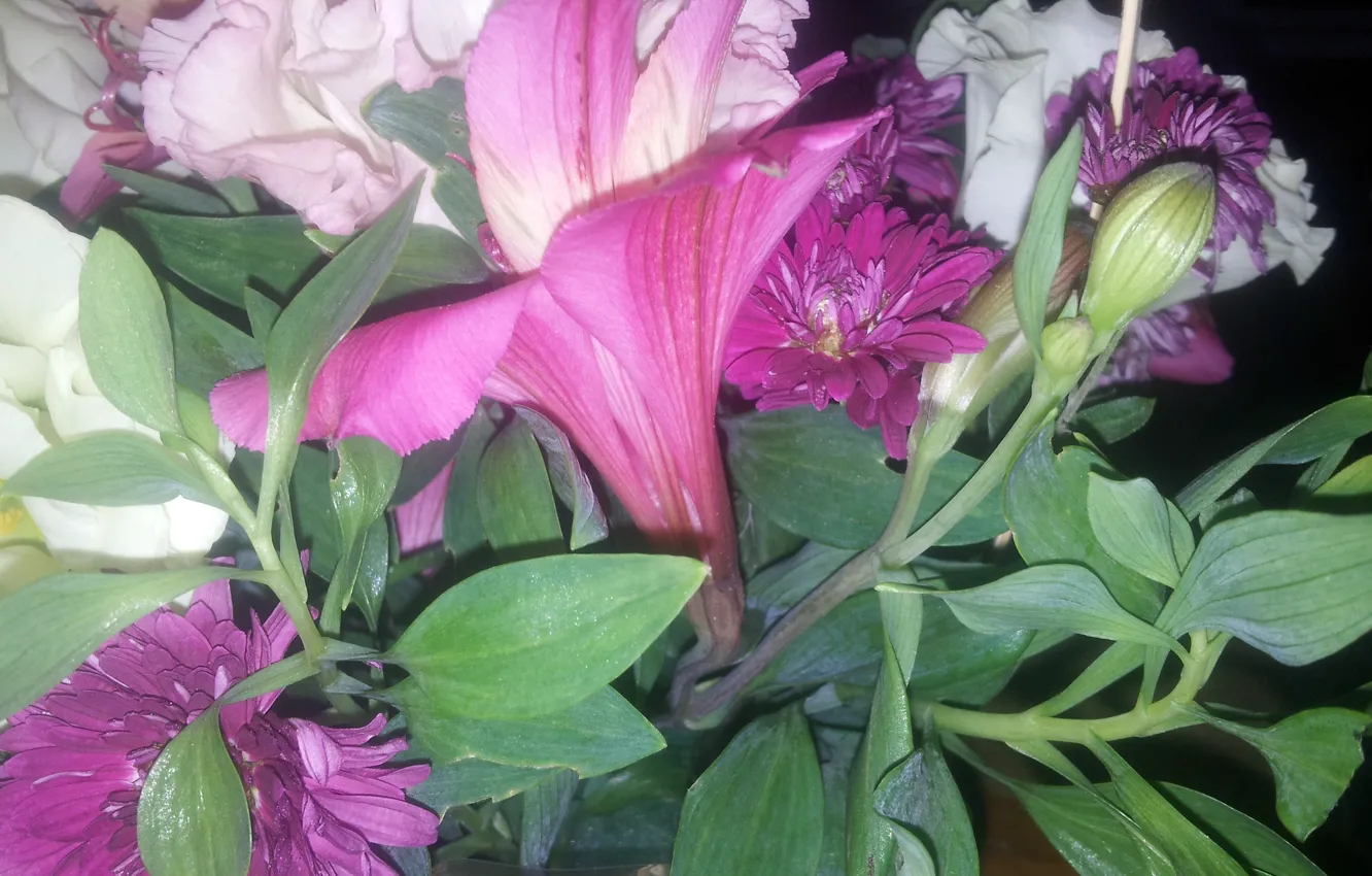 Фото обои Цветы, Листья, Бутоны, Много, Альстрёмерия, Астры