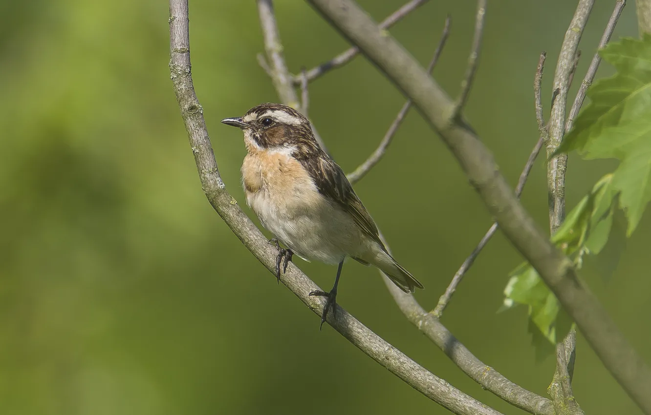 Фото обои деревья, сидит, смотрит, чекан