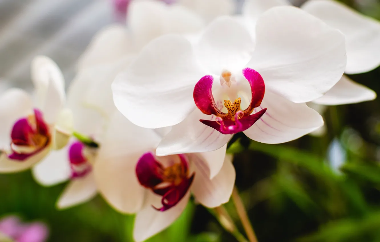 Фото обои white, flower, nature, flora, orhid