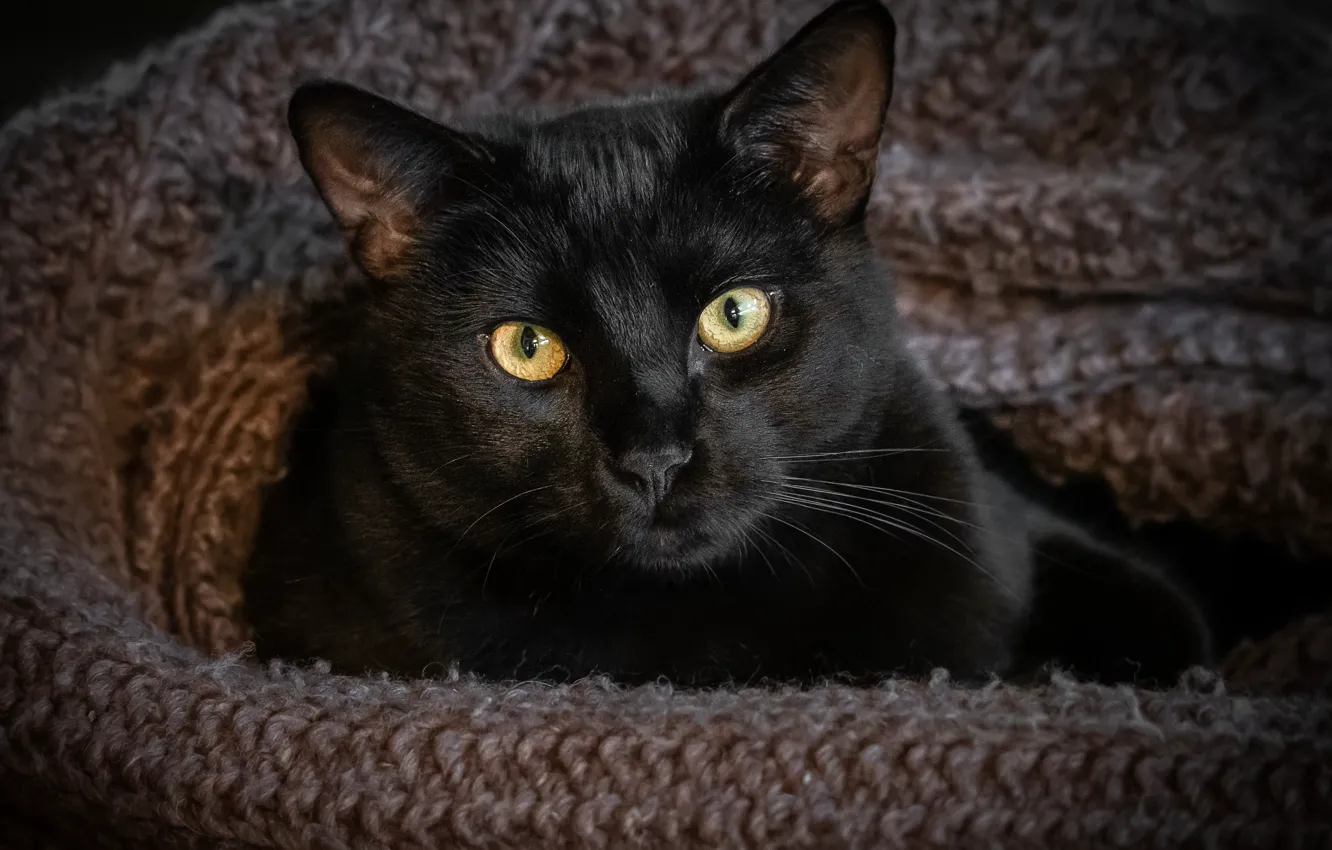Фото обои глаза, кот, взгляд, черный
