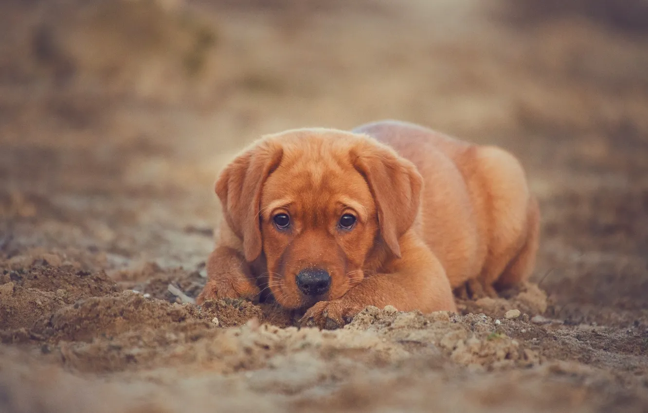 Фото обои песок, взгляд, собака, щенок, Лабрадор-ретривер