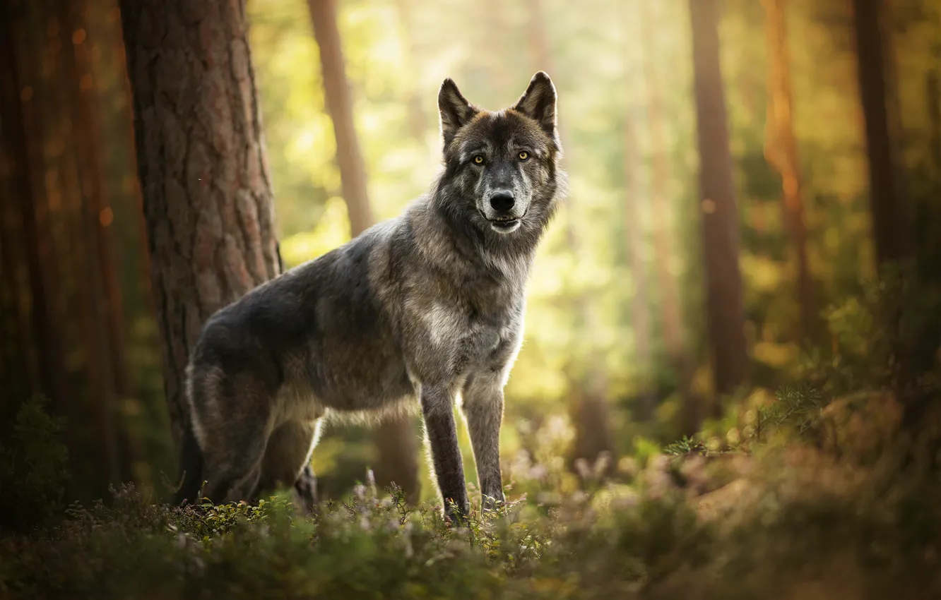 Фото обои лес, волк, пёс