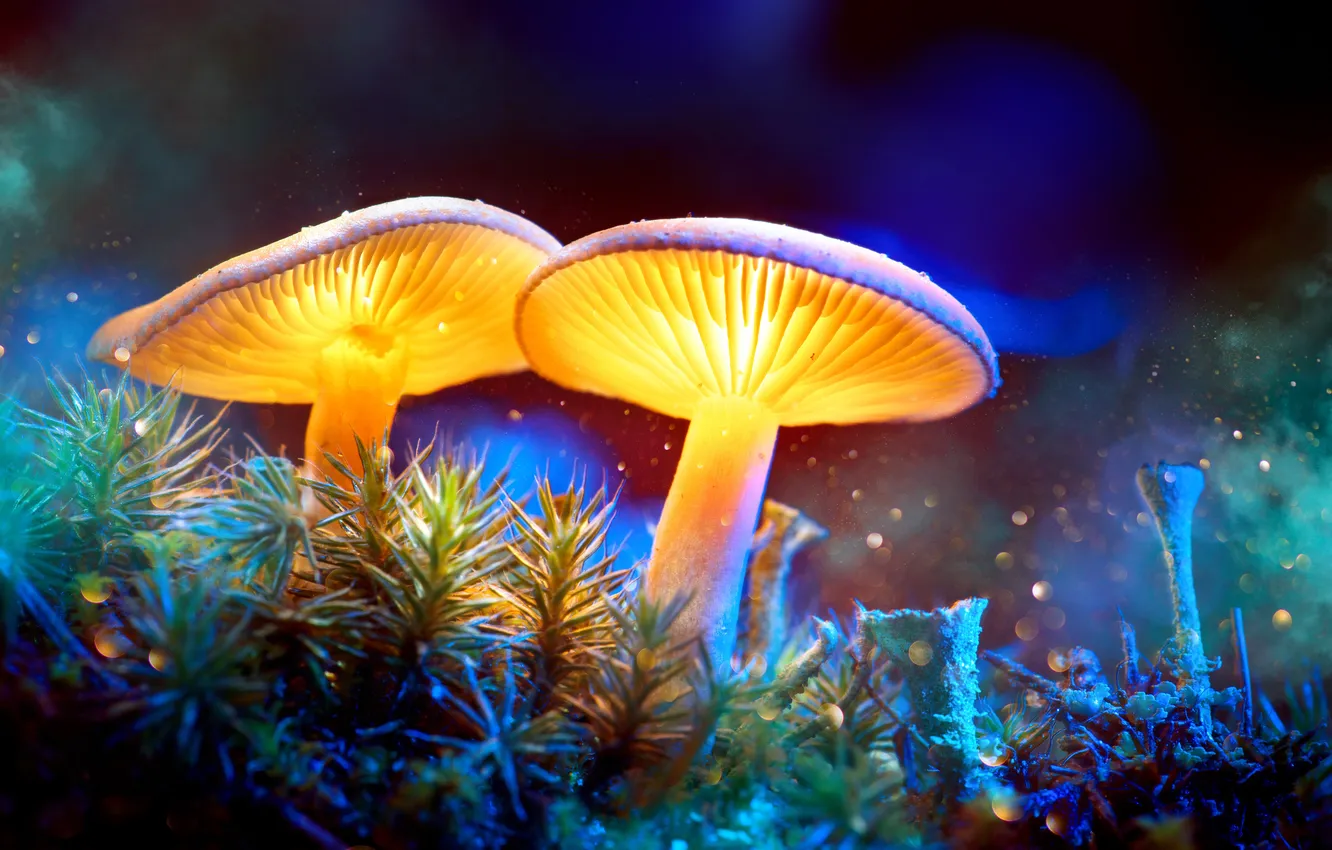 Фото обои mushrooms, moss, mystery, magical, mystic, mystical, magic background