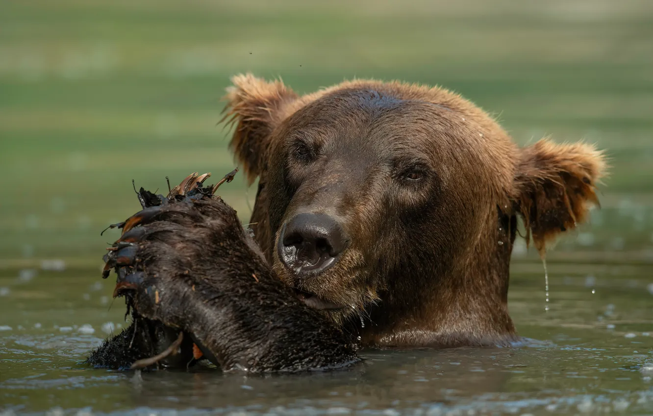 Фото обои морда, вода, медведь, купание, водоем, бурый