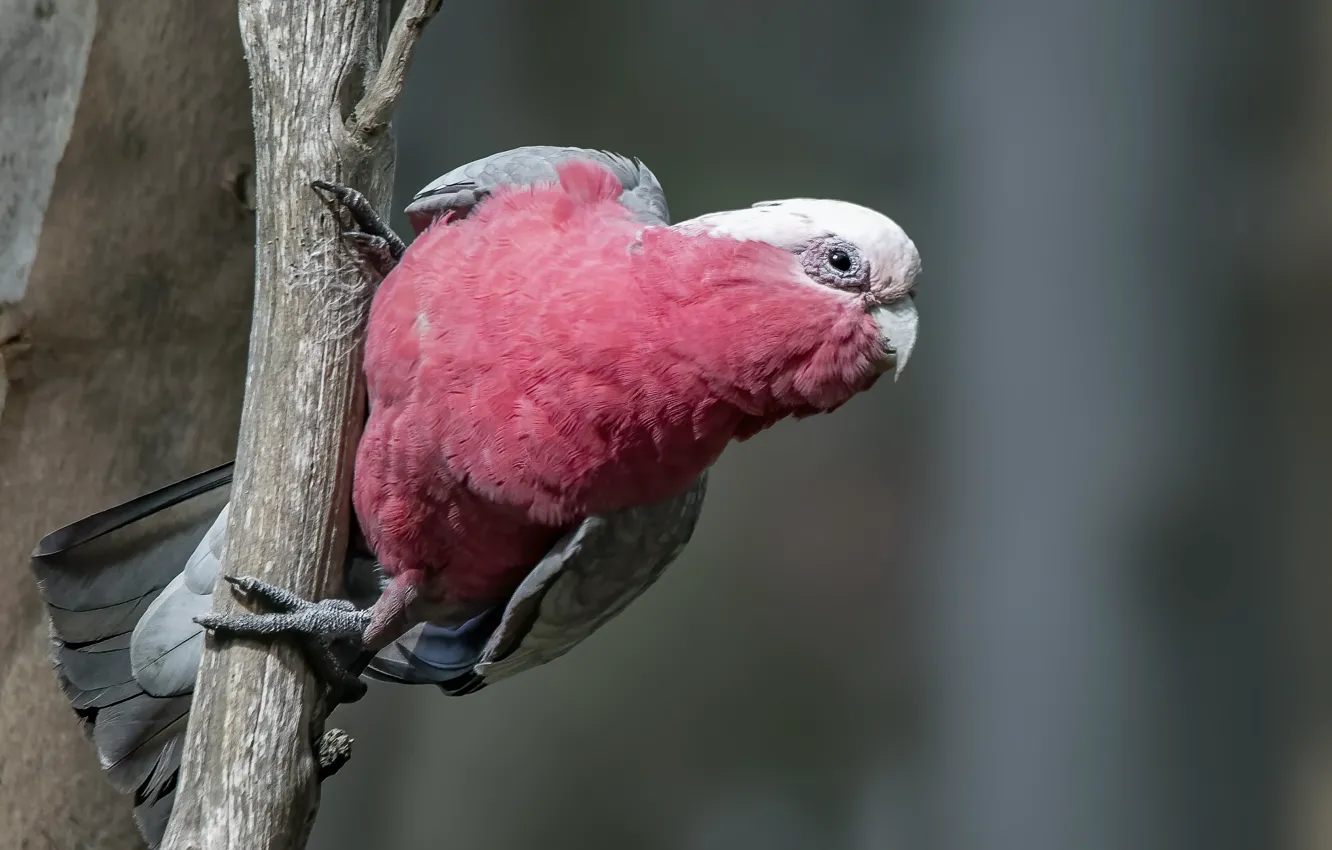 Фото обои природа, птица, Розовый какаду