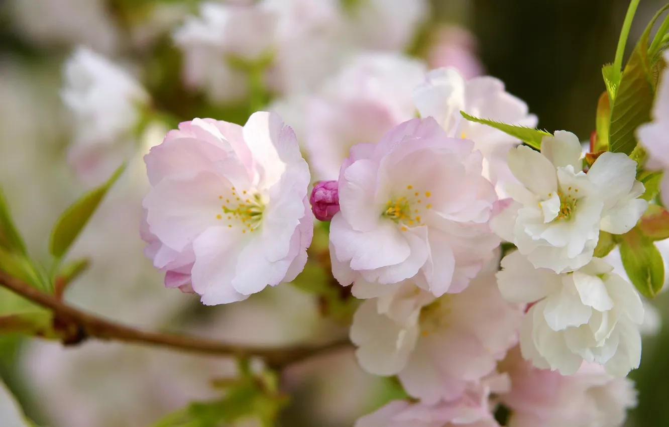 Фото обои макро, цветы, ветка, весна, лепестки, сакура, розовые, цветение
