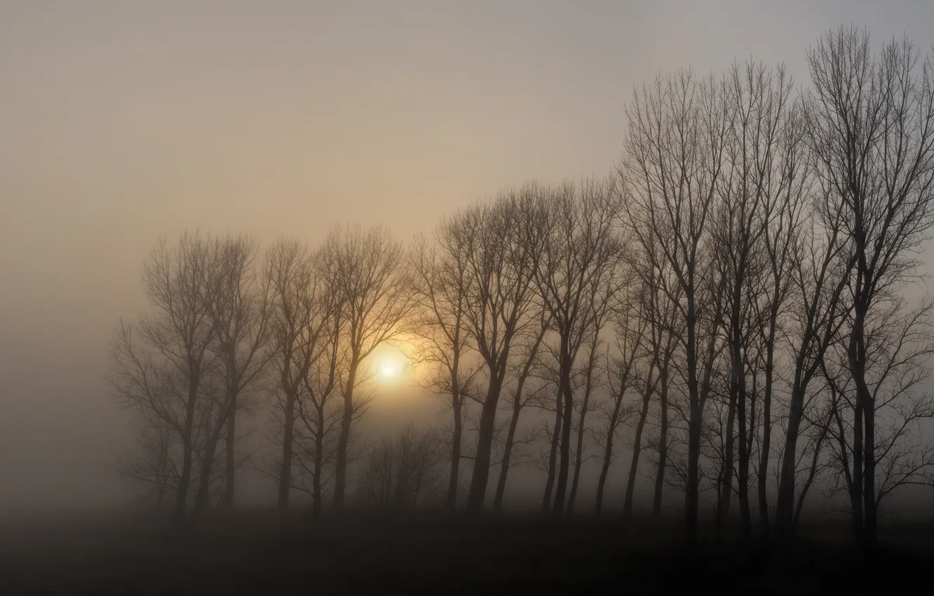 Фото обои деревья, туман, Солнце