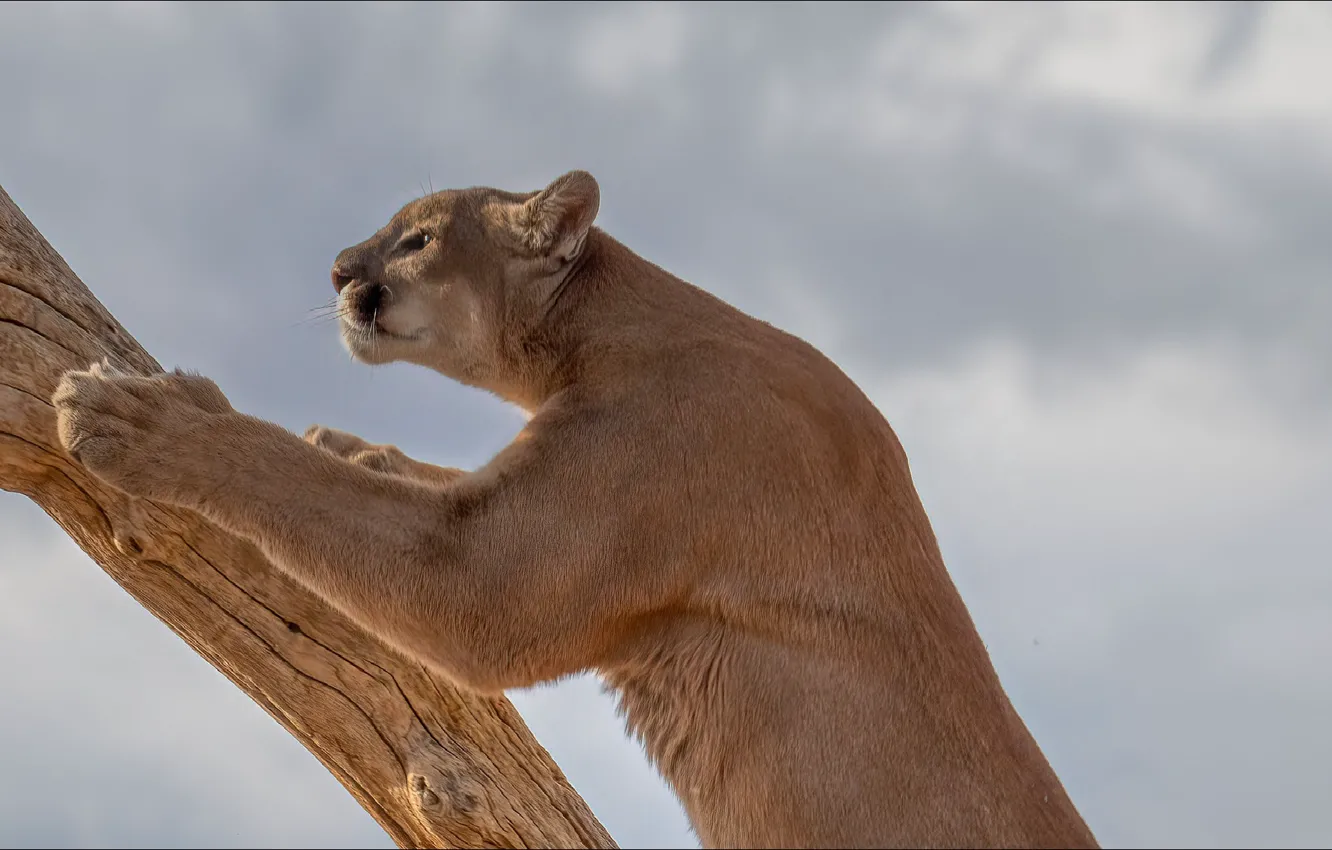 Фото обои пума, cat, pose, Beast, Puma, когтеточка