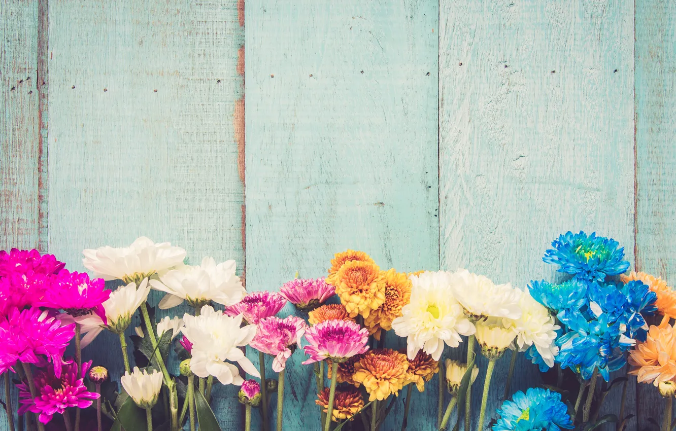 Фото обои цветы, colorful, хризантемы, wood, flowers