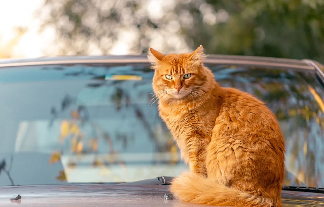Фото обои машина, осень, кошка, кот, взгляд, стекло, ветки, отражение