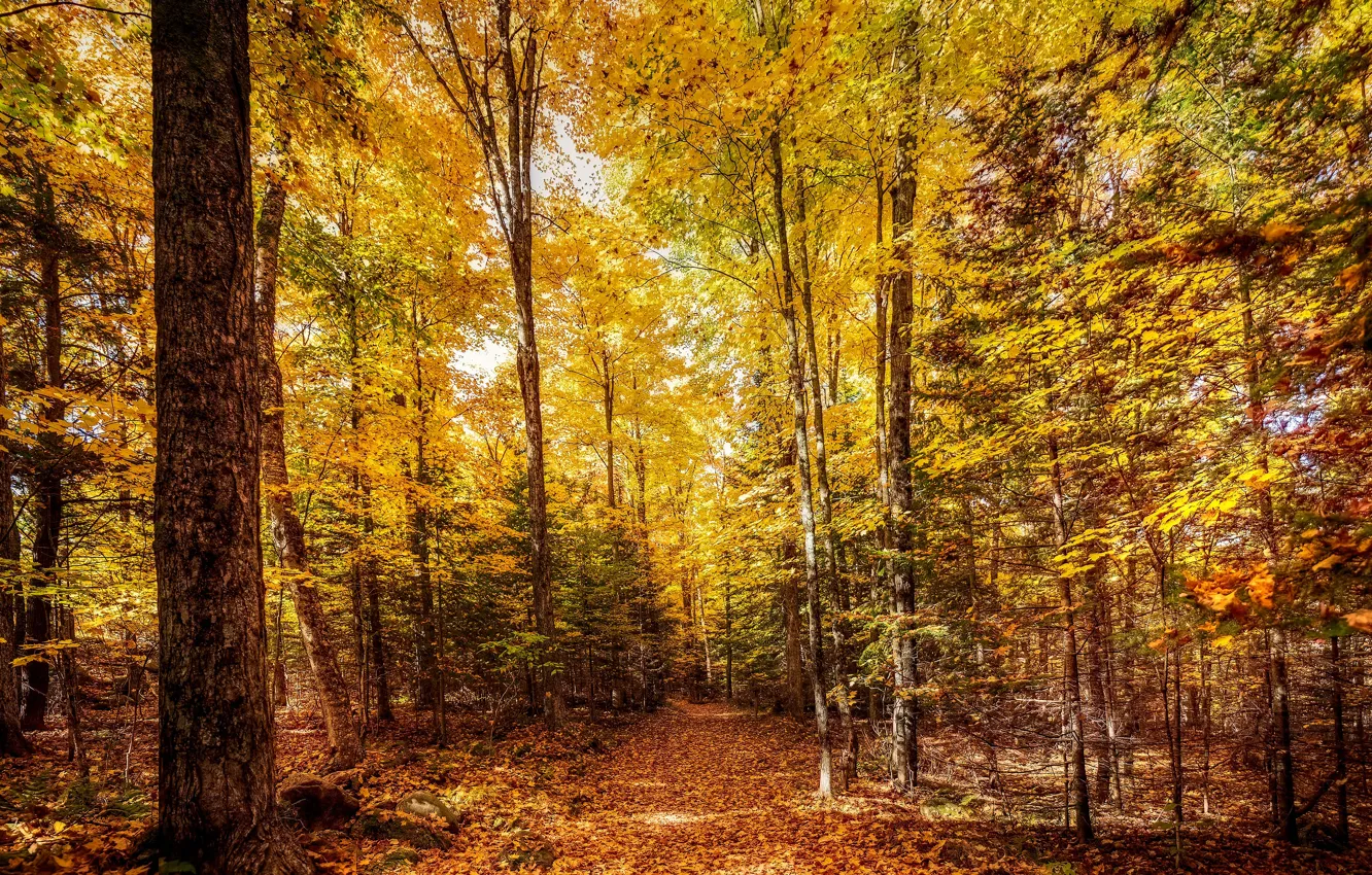 Фото обои осень, лес, свет, деревья, золотая осень