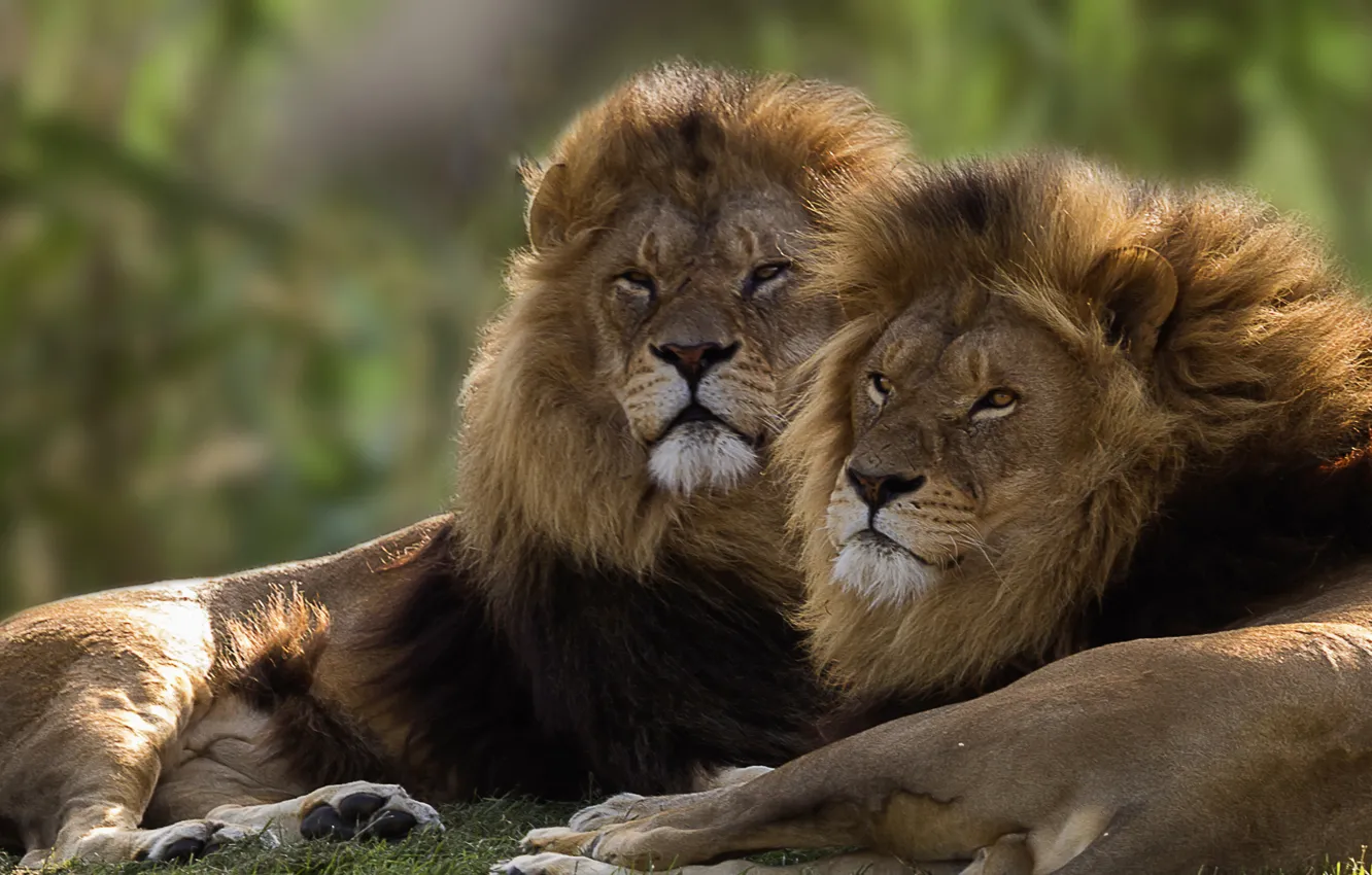 Фото обои пара, львы, братья, цари