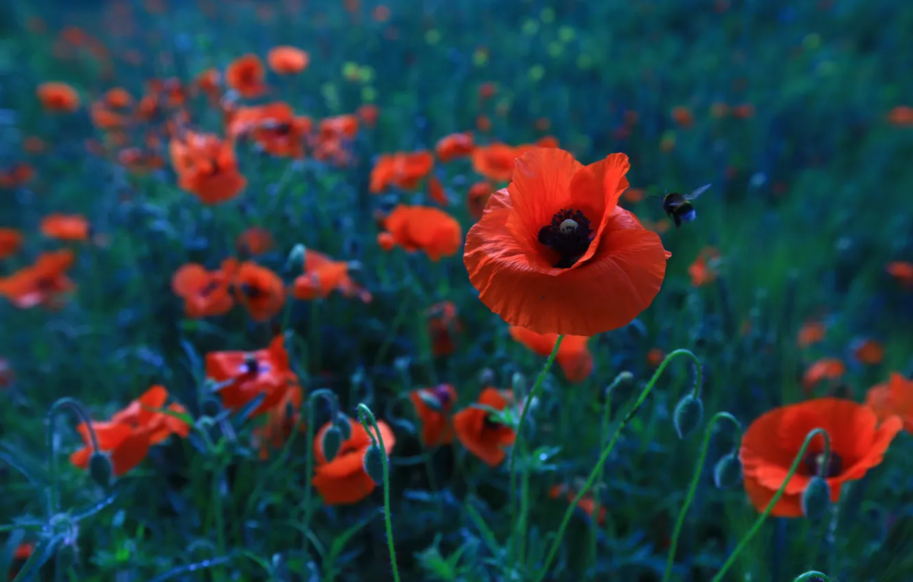 Фото обои лето, цветы, красный, мак, маки, насекомое, шмель, боке