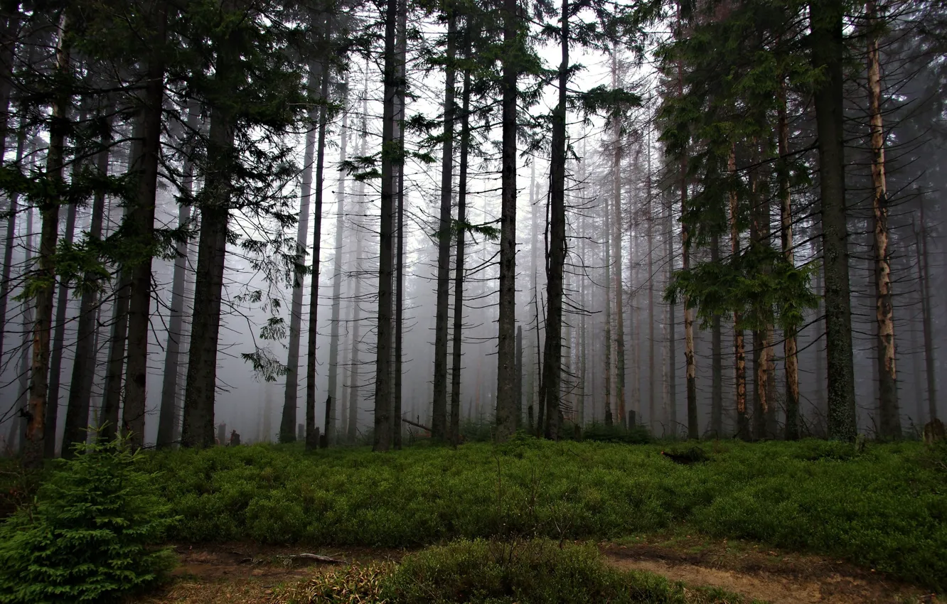 Фото обои лес, деревья, природа, туман