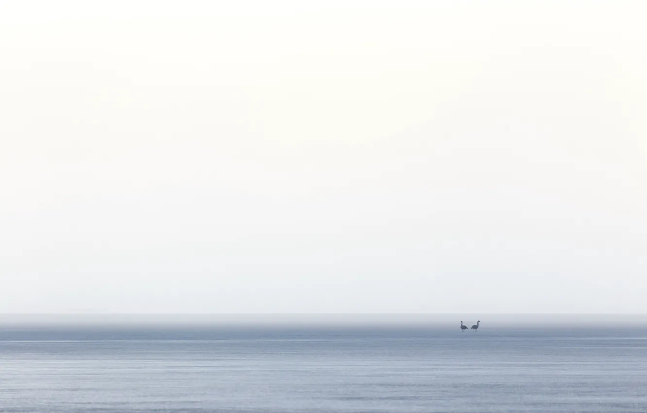 Фото обои море, птицы, туман