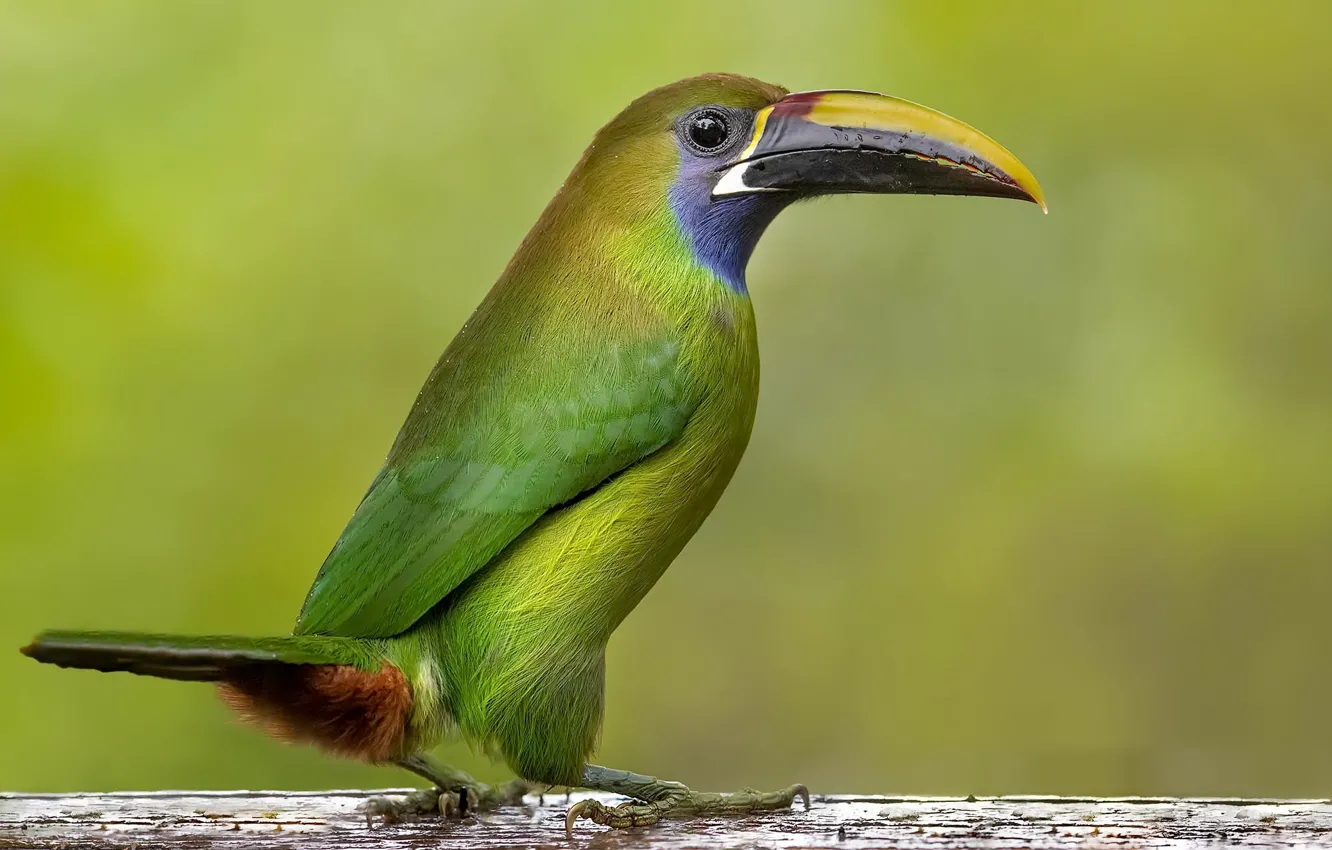 Фото обои птица, Smaragdarassari, Emerald toucanet, Toucanet émer