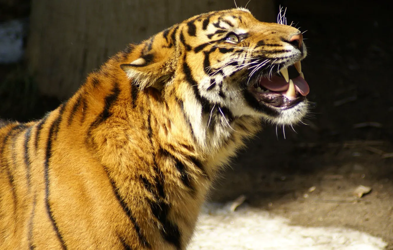 Фото обои Тигр, рычит, глаза на выкати, корчит морду