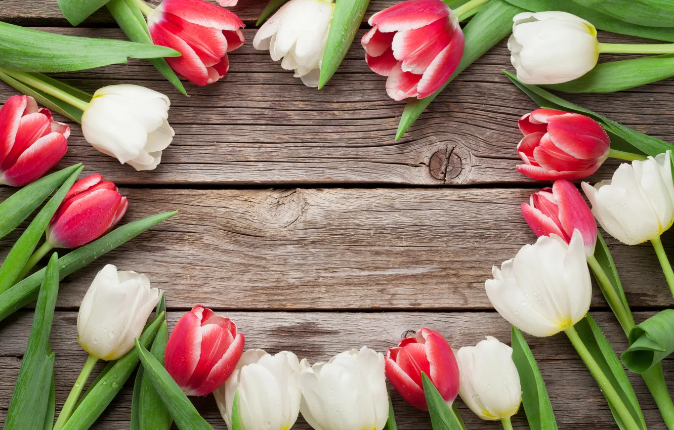 Фото обои цветы, тюльпаны, red, white, wood, flowers, tulips, spring