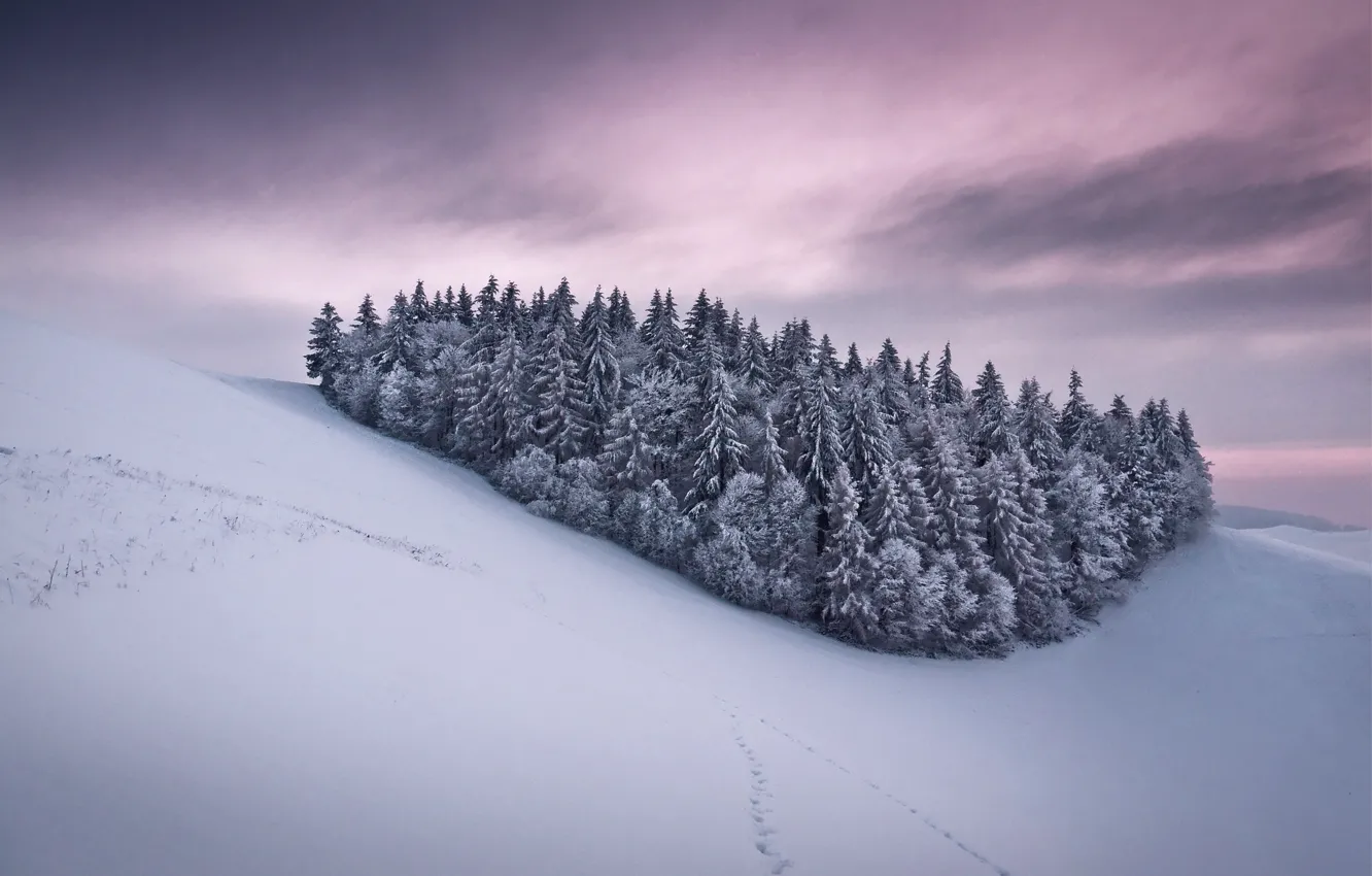 Фото обои иней, небо, снег, деревья, следы, тучи, елки, Зима