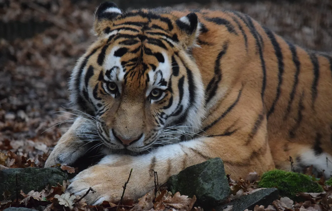 Фото обои взгляд, морда, шерсть, Амурский тигр