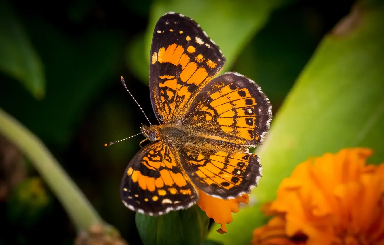 Фото обои макро, оранжевый, бабочка, крылья