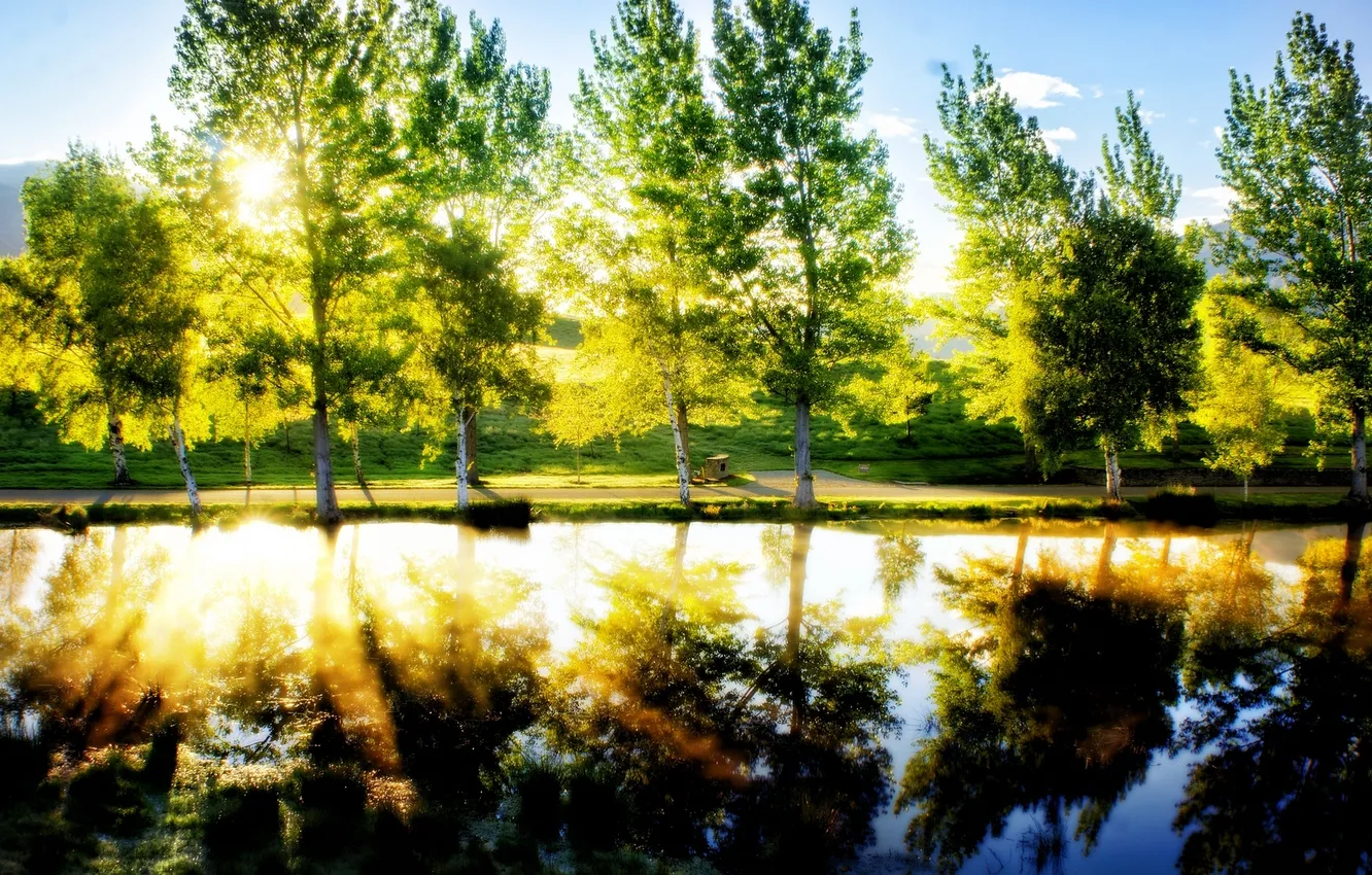 Фото обои trees, pond, lawn, sunlight effect