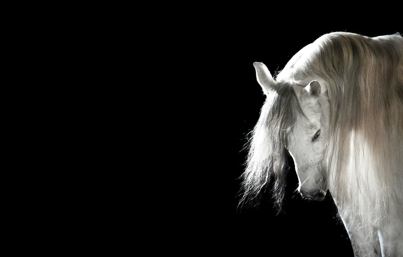 Фото обои лошадь, грива, Черный фон, белая лошадь